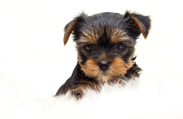 cute yorkshire terrier puppy on a fluffy blanket