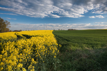 Rzepakowe pole w słoneczne, wiosenne popołudnie.