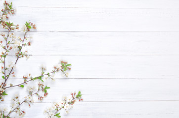 Fototapeta premium Fresh cherry blossom on white painted wooden planks. Selective focus. Copy space