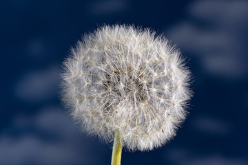 Pusteblume vor blauem Wolkenhimmel