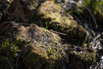 moss on stone