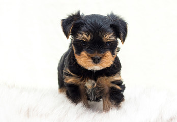 cute puppy on a fluffy blanket, yorkshire terrier