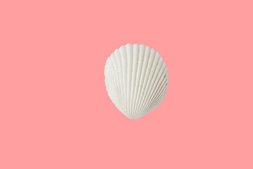 White flat round sea shell on pink background. Summer tropical concept for fashion organic cosmetics wellness spa. Poster banner with copy space