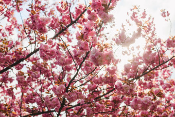 Beautiful blossom pink sakura cherry tree in soft sun backlight, floral spring background, walking in garden