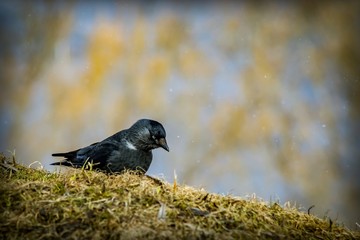 A black bird with white eyes and a black beak walks along the hillside in search of food among dry grass