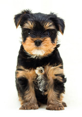 cute yorkshire terrier puppy looking