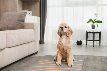 Well-groomed obedient cocker spaniel sitting at living room carpet near sofa, trained by people, lovely pet