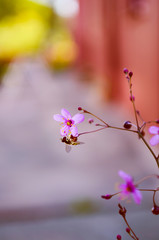 Primer plano de un pequeño insecto rondando unas flores rosas en un jardín  