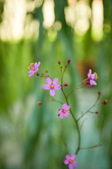 Imagen de unas pequeñas flores rosadas en un jardín doméstico 
