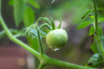 small tomatoes