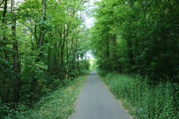 Fototapeta premium Forststraße
