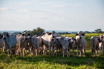 Herd of cattle in rural area