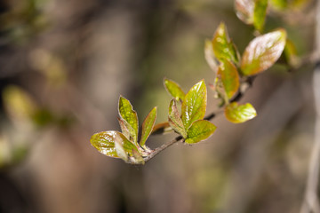 Branches of shrubs with young inflorescences and leaves in spring on a sunny day.