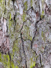 Bark of tree