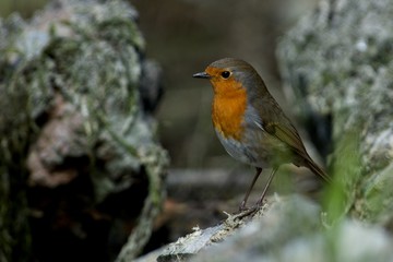 Robin in a closeup