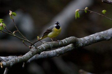 Singing grey wagtail on a branch