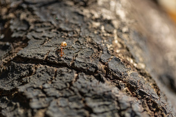 A large forest ant drags a load along the bark of an old tree