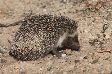 North African hedgehog Atelerix algirus. Cruz de Pajonales. Integral Natural Reserve of Inagua. Tejeda. Gran Canaria. Canary Islands. Spain.