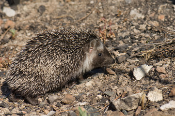 North African hedgehog Atelerix algirus. Cruz de Pajonales. Integral Natural Reserve of Inagua. Tejeda. Gran Canaria. Canary Islands. Spain.