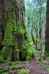 Lake Gunn Nature Walk, Fiordland National Park, South Island, New Zealand