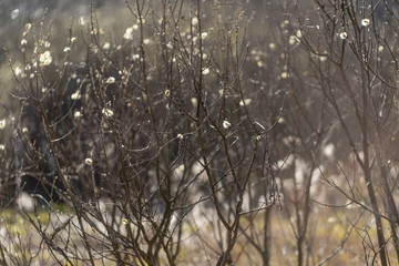 Branches of shrubs with young inflorescences and leaves in spring on a sunny day.