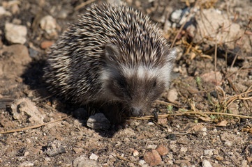North African hedgehog Atelerix algirus. Cruz de Pajonales. Integral Natural Reserve of Inagua. Tejeda. Gran Canaria. Canary Islands. Spain.