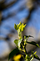 Springtime new leaf growth on tree with shallow depth of field 