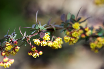 Branches of a blossoming barberry in the spring.