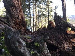 Fallen Dead Tree