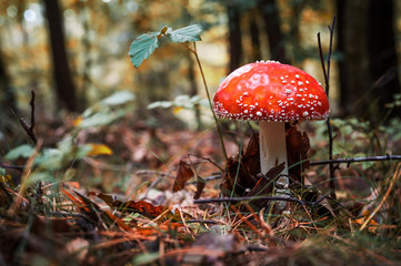 Einsamer Fliegenpilz