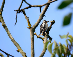 woodpecker on a tree