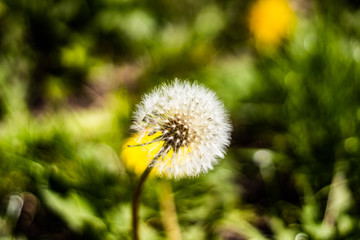 Close up of a dandelion with green leaves on the side and out of focus background.	