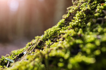 Moss in the forest close up, falling sunlight, selective focus. The concept of the day of the...
