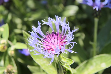 Mountain perennial cornflower bachelor's button bluet