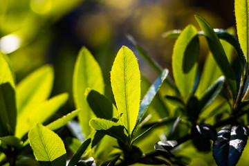 Green leaves from a close-up view 