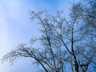 Fototapeta na wymiar tree branches against the sky