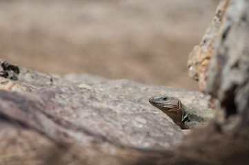 Gran Canaria giant lizard Gallotia stehlini. Male. Integral Natural Reserve of Inagua. Tejeda. Gran Canaria. Canary Islands. Spain.