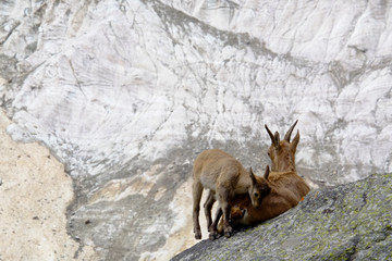 mountain goat with kid 