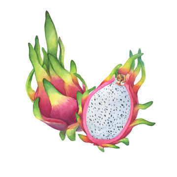 Pink color Hylocereus undatus fruit (also called as pitaya, pitahaya, strawberry pear or dragonfruit). Hand drawn botanical watercolor painting illustration isolated on white background