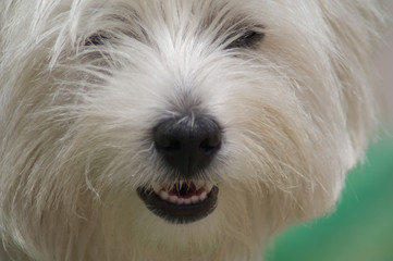 Scottish Terrier head in the Schamann district. Las Palmas de Gran Canaria. Gran Canaria. Canary Islands. Spain.