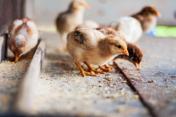 Small chicken baby eating inside a perch with it's brothers