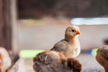 Small chicken baby eating inside a perch with it's brothers