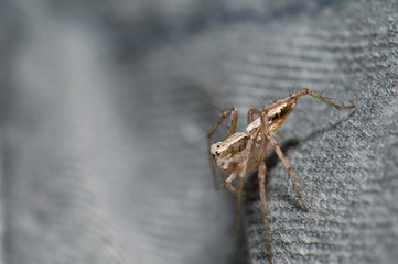 Jumping spider. Cruz de Pajonales. Gran Canaria. Canary Islands. Spain.