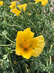 Obraz premium flawers