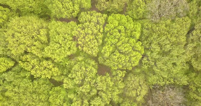 Aerial view spring forest. Natural green background. Video from the drone
