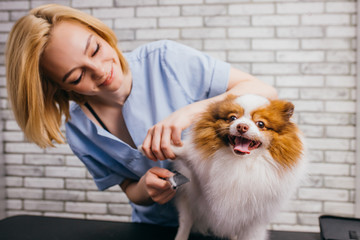 cute caucasian lady groomer enjoy her work with pets. woman in love with domestic animal spitz. dog get hair cut and beauty procedures in grooming salon