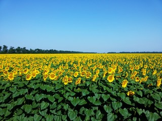 Fototapeta na wymiar Yellow field of blooming sunflowers on a clear summer day.