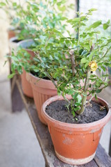 Rose stalks in pots on a wooden table.