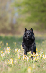 black dog schipperke in golden viva field