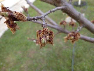 Apricot flowers died on a branch. Bloom fell on spring night frosts